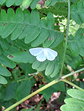 Click to enlarge vestal moth 02