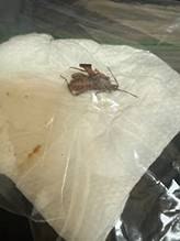 western conifer seed bug 08