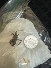 western conifer seed bug 09