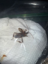 western conifer seed bug 10