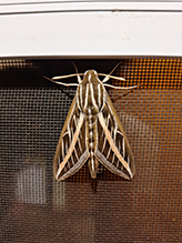 white-lined sphinx 39