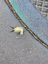 Click to enlarge white-marked tussock moth 08