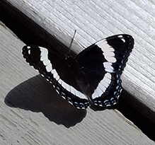White Admiral 14