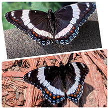 White Admiral 17