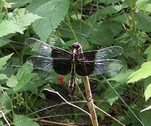 Click to enlarge widow skimmer 24
