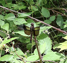 Click to enlarge widow skimmer 25