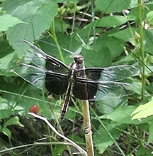 Click to enlarge widow skimmer 26