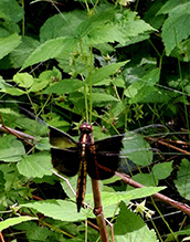 Click to enlarge widow skimmer 27