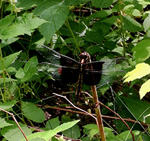 Click to enlarge widow skimmer 28
