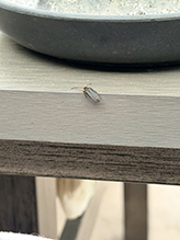 Click to enlarge winter firefly 10