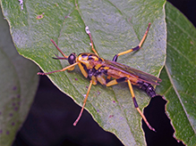 wood soldier fly (Xylomya terminalis) - Featured photo