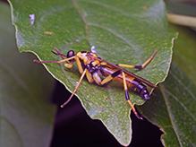 wood soldier fly (Xylomya terminalis) 08