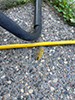 American dagger moth