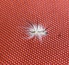 American dagger moth