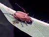 American rose chafer