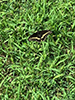 Black Swallowtail