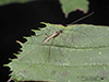 braconid wasp (Macrocentrus sp.)