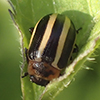California calligraphy leaf beetle