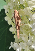 Carolina grasshopper