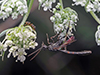 carrot wasp (Gasteruption tarsatorium)
