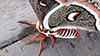 cecropia moth