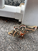 cecropia moth