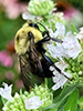 common eastern bumble bee