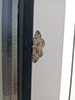 Common Gray