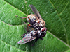 common tiger fly