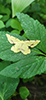 crocus geometer moth