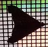 dark-spotted palthis