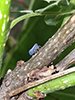 derbid planthopper (Cedusa sp.)