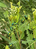 dogbane beetle