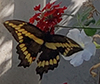 Eastern Giant Swallowtail Eastern Giant Swallowtail