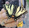 Eastern Tiger Swallowtail