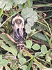 eastern yellow-backed laphria