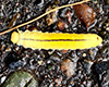 elm sawfly