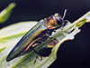 emerald ash borer