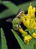 fine striped sweat bee