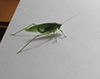 fork-tailed bush katydid