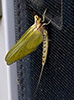 giant mayfly