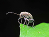 grape rootworm