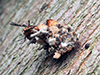 green lacewing (Family Chrysopidae)