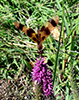 Halloween pennant