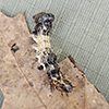 Harris’s three-spot