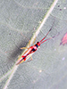 Hart’s hyaline plant bug