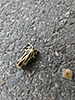 harnessed tiger moth