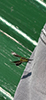 hunchback bee fly
