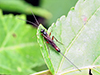 ichneumon wasp (Lissonota sp.)
