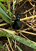 impressive meloine beetle